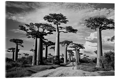 Quadro em acrílico Baobab trees, Avenue of the Baobabs, Madagascar