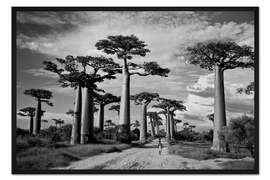Gerahmter Kunstdruck Baobab-Bäume, Avenue of the Baobabs, Madagaskar