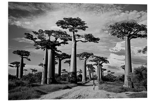 Foam board print Baobab trees, Avenue of the Baobabs, Madagascar