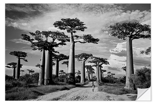 Vinilo para la pared Baobab trees, Avenue of the Baobabs, Madagascar