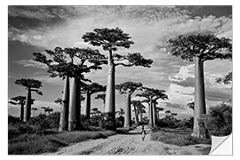 Wall sticker Baobab trees, Avenue of the Baobabs, Madagascar