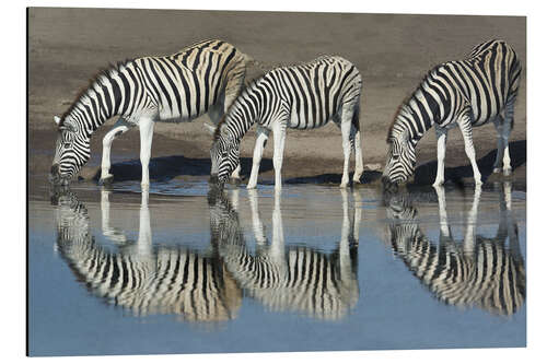 Aluminiumtavla Zebras drinking water, Etosha National Park, Namibia