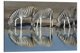 Tableau en aluminium Zebras drinking water, Etosha National Park, Namibia