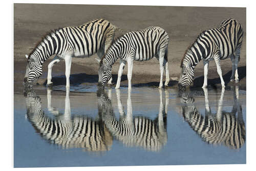 Stampa su PVC Zebras drinking water, Etosha National Park, Namibia