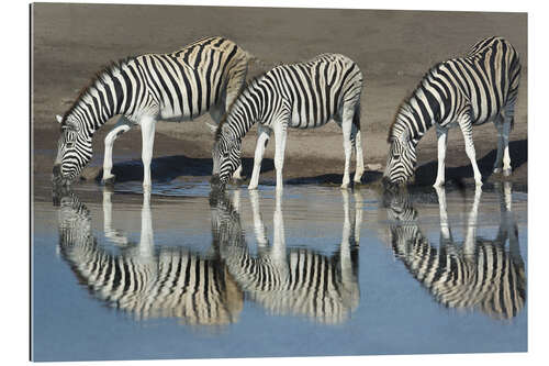 Gallery print Zebras drinking water, Etosha National Park, Namibia