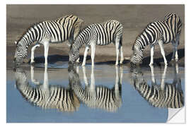 Selvklebende plakat Zebras drinking water, Etosha National Park, Namibia