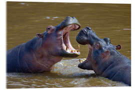 Akryylilasitaulu Two Hippopotamus fighting