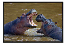 Gerahmter Kunstdruck Zwei Nilpferde im Kampf