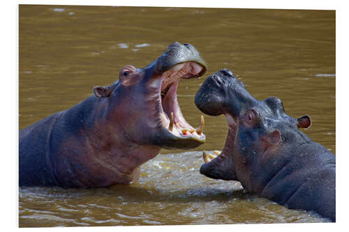 Tableau en PVC Two Hippopotamus fighting