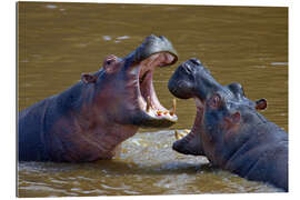 Quadro em plexi-alumínio Two Hippopotamus fighting