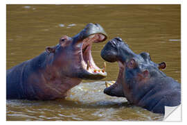 Naklejka na ścianę Two Hippopotamus fighting