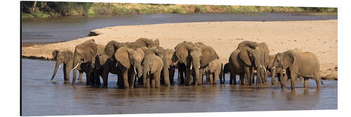 Aluminium print Herd of African elephants at a river