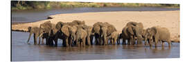 Aluminiumtavla Herd of African elephants at a river