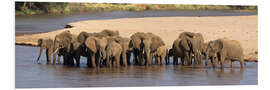 Foam board print Herd of African elephants at a river