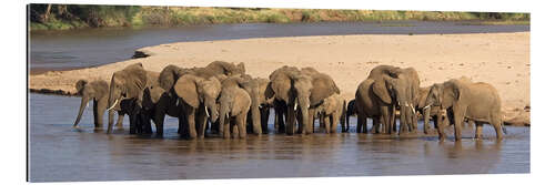 Cuadro de plexi-alu Herd of African elephants at a river