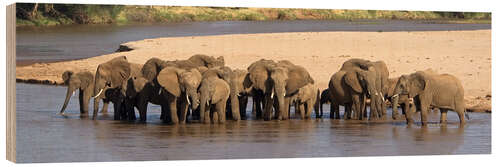 Wood print Herd of African elephants at a river