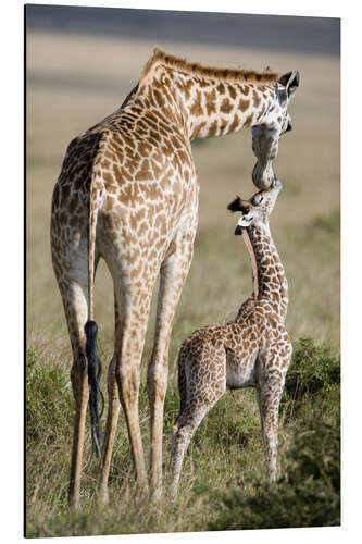 Cuadro de aluminio Masai giraffe with its calf, Masai Mara National Reserve, Kenya