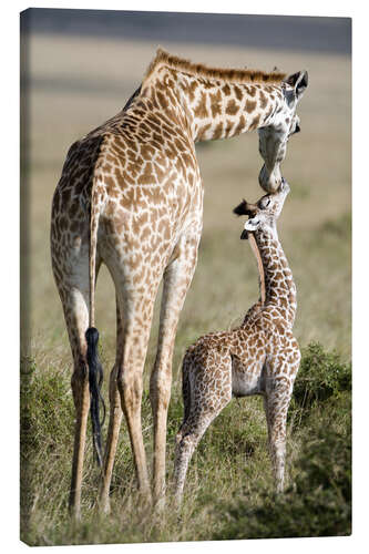 Canvas print Masai giraffe with its calf, Masai Mara National Reserve, Kenya