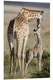 Tableau en PVC Masai giraffe with its calf, Masai Mara National Reserve, Kenya