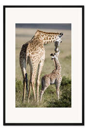 Gerahmter Kunstdruck Masai-Giraffe mit ihrem Kalb, Masai Mara National Reserve, Kenia
