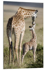 Gallery print Masai giraffe with its calf, Masai Mara National Reserve, Kenya