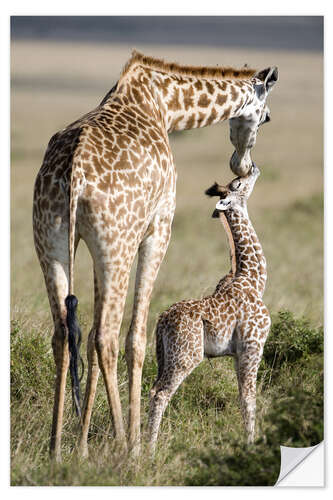 Sticker mural Masai giraffe with its calf, Masai Mara National Reserve, Kenya