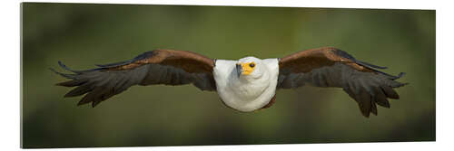 Akrylbilde African Fish Eagle flying, Lake Baringo, Kenya