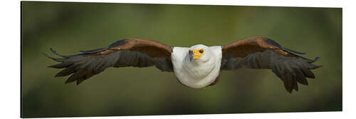 Alumiinitaulu African Fish Eagle flying, Lake Baringo, Kenya