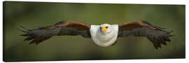 Canvas print African Fish Eagle flying, Lake Baringo, Kenya