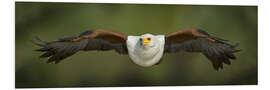 Foam board print African Fish Eagle flying, Lake Baringo, Kenya