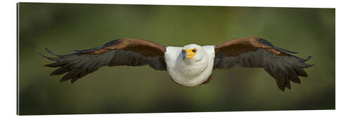 Gallery print African Fish Eagle flying, Lake Baringo, Kenya