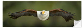 Autocolante decorativo African Fish Eagle flying, Lake Baringo, Kenya