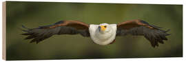 Wood print African Fish Eagle flying, Lake Baringo, Kenya