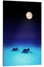 Magnettafel Südliche Stechrochen, Grand Caymans