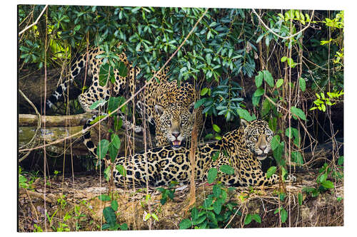 Tableau en aluminium Two jaguars resting in forest, Pantanal, Brazil