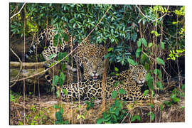 Aluminium print Two jaguars resting in forest, Pantanal, Brazil