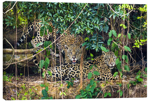 Canvas-taulu Two jaguars resting in forest, Pantanal, Brazil