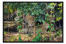Gerahmter Kunstdruck Zwei Jaguare ruhen sich im Wald aus, Pantanal, Brasilien