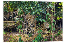 Stampa su PVC Two jaguars resting in forest, Pantanal, Brazil