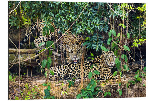 Galleritryck Two jaguars resting in forest, Pantanal, Brazil