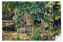 Wall sticker Two jaguars resting in forest, Pantanal, Brazil