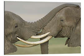 Tableau en aluminium Two African Elephants Fight in a Field