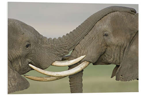 Stampa su PVC Two African Elephants Fight in a Field