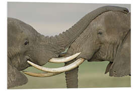 Foam board print Two African Elephants Fight in a Field