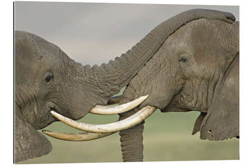 Quadro em plexi-alumínio Two African Elephants Fight in a Field