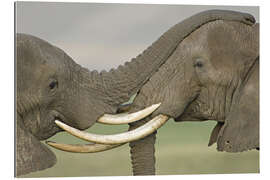 Cuadro de plexi-alu Two African Elephants Fight in a Field