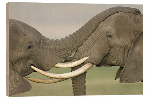 Stampa su legno Two African Elephants Fight in a Field