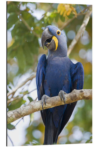 Aluminium print Close-up of a Hyacinth Macaw