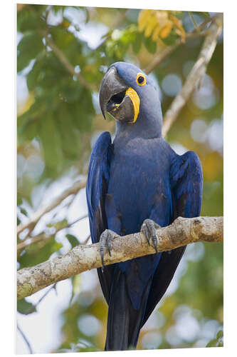 Foam board print Close-up of a Hyacinth Macaw