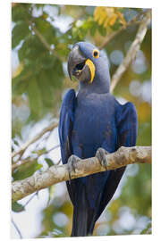 Foam board print Close-up of a Hyacinth Macaw